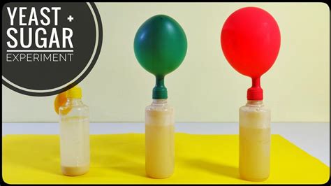 Fermentation Yeast and Sugar Experiment with Balloons - YouTube | Fermentation, Yeast, Experiments