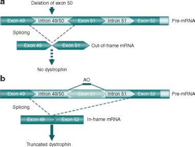 Current Status of Pharmaceutical and Genetic Therapeutic Approaches to Treat DMD: Molecular Therapy