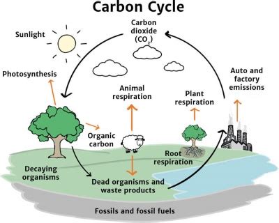 The Carbon Cycle - Knowledge Bank - Solar Schools