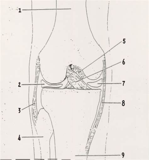 knee muscles Diagram | Quizlet