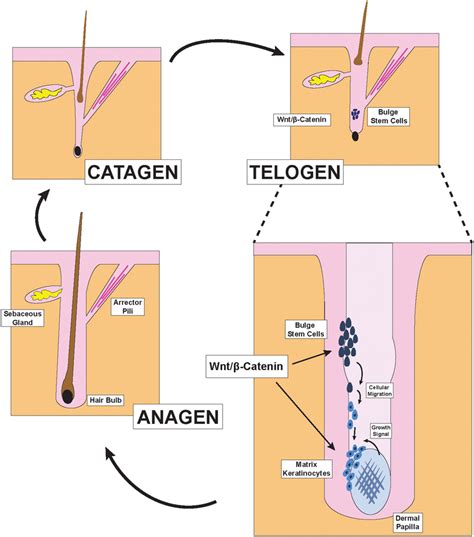 Hair Follicle structures and phases of the hair cycle. Illustration ...