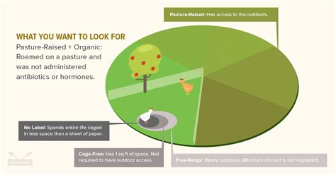 Cage-Free vs. Free-Range vs. Pasture-Raised - Here's What It All Means