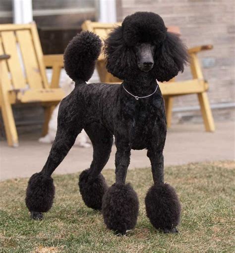 standard poodle | Standard Poodle, Miami Clip | Beautiful Dogs ...