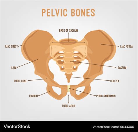 Pelvis Bones Pelvic Girdle Vector Sketch Human Anatomy Medicine Bones | The Best Porn Website