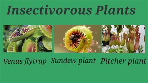 insectivorous plants| insectivorous plants names| venus flytrap plant| sundew plant| pitcher ...