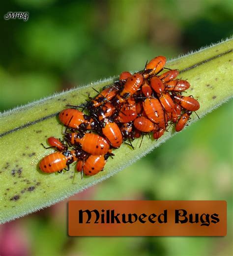 Little Yellow Bugs On Milkweed – de.mxzim.com