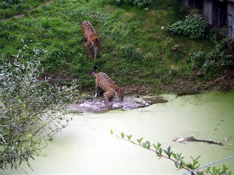 Feeding the Jaguars at Chester Zoo | The keeper had just thr… | Flickr