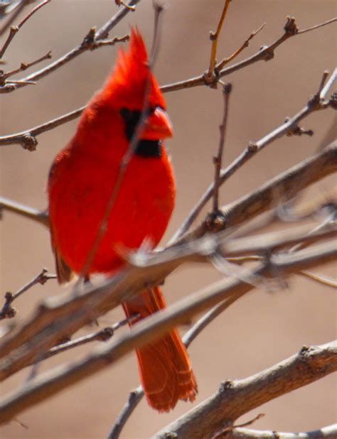 Cannundrums: Northern Cardinal - Texas