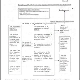 Levels metabolism for excretion waste substances. | Download Scientific Diagram