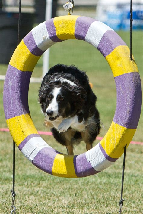 Border Collie loves Agility | Border collie puppies, Collie breeds ...