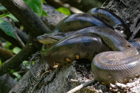 Full Grown Green Anaconda