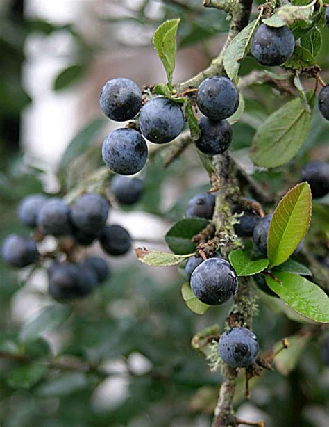 Free Sloe Berries 1 Stock Photo - FreeImages.com