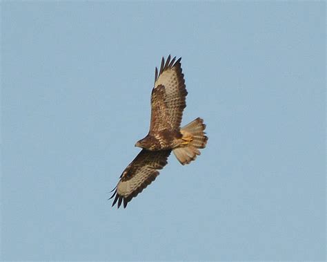 Buzzard pays a visit | Wildlife Diary