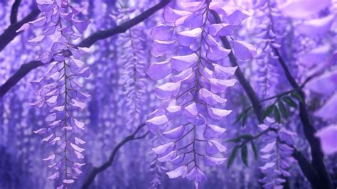 Wallpaper Animé, Anime Scenery Wallpaper, Purple Wallpaper, Purple Backgrounds, Flower ...