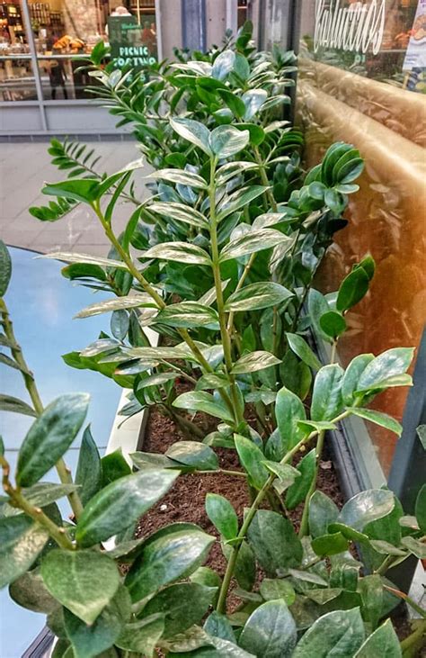 How To Care For Your Zz Plant - Zamioculcas A Survivor Plant Born Eons ...