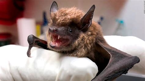 Most rabies infections in the United States come from bats, CDC says - CNN