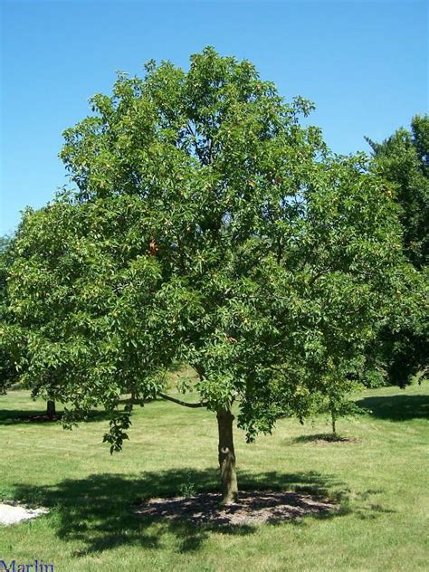 Ohio Buckeye - Aesculus glabra | Ohio buckeye tree, Buckeye tree, Ohio ...