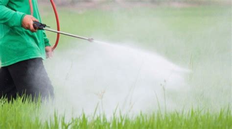 Insecticide increase children's risk of cancer by 50%