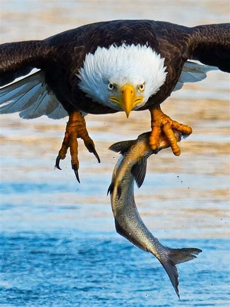 Bald Eagle with Fish. Bald Eagle in flight with Large fish in talons #Sponsored , #SPONSORED, # ...