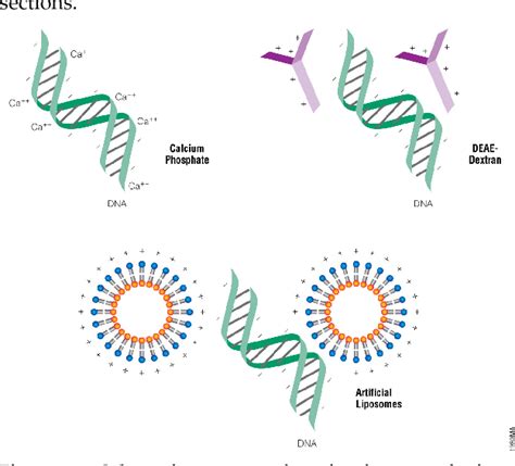 Figure 12.1 from Transient Expression versus Stable Transfection 3 C . Type of Molecule ...