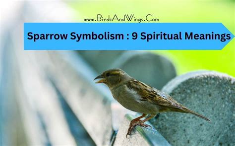 Sparrow Symbolism : 9 Spiritual Meanings