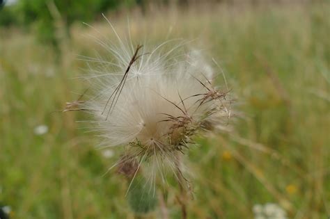 Thistle Seeds Close Up Plant - Free photo on Pixabay - Pixabay