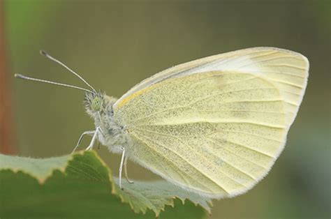 Pieridae - Catalogue of the Lepidoptera of Belgium