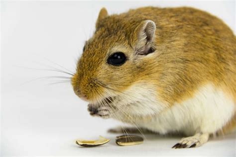 What Do Gerbils Eat? A Complete Guide – thepetsavvy.com