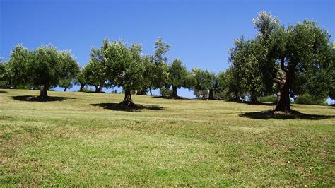 In the shade of a Greek olive tree on the island of Santorini