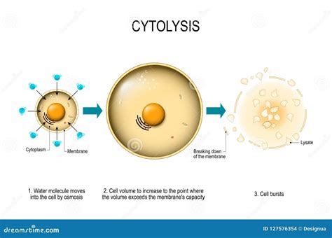 Cytolysis. Osmotic lysis stock vector. Illustration of cell - 127576354