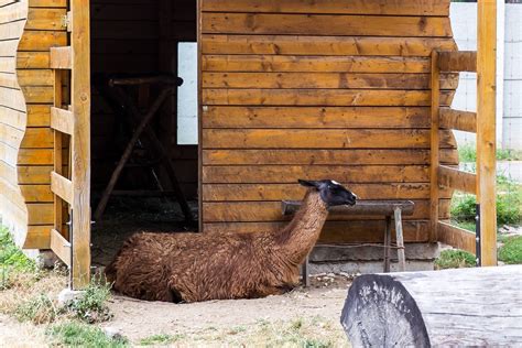 ZOO Oradea, Romania (2015)