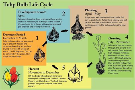 Perennial Plants Life Cycle - MyPlant