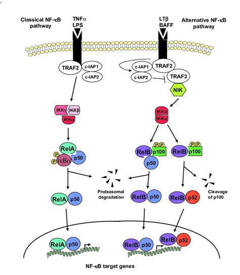 The classical and alternative NF-κB activation pathways. The classical ...