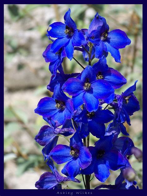 Martha A. Jennings: Royal Blue Flowers Near Me - Top 55 Beautiful Types Of Blue Flowers With ...