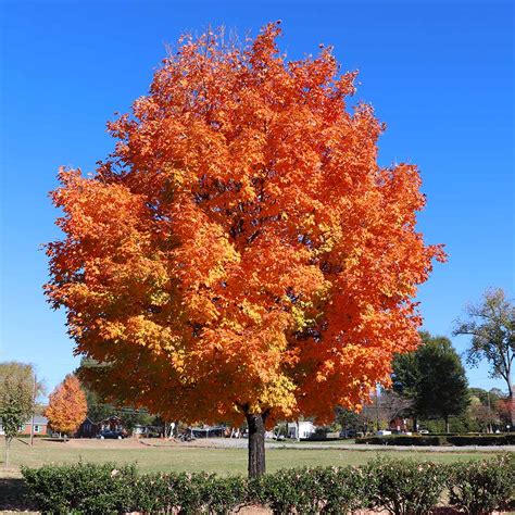 Sugar Maple Tree Flowers