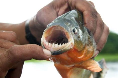 Giant Piranha Bite