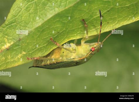 Green Shield Bug Stock Photo - Alamy