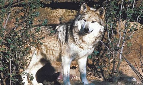 Mexican Wolf - Facts, Diet & Habitat Information