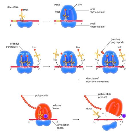 Protein Synthesis Process Diagram