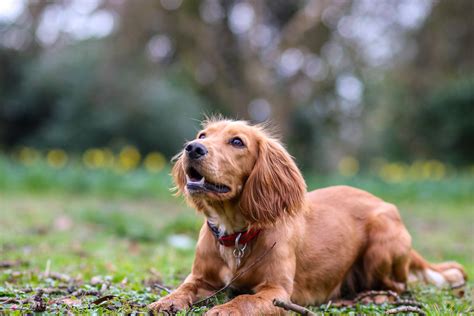 Working Cocker Spaniel or Show Cocker Spaniel – What’s The Difference ...