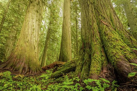 Giant Trees in Old Growth Forest, Nelson, British Columbia Photograph by Shawna and Damien ...