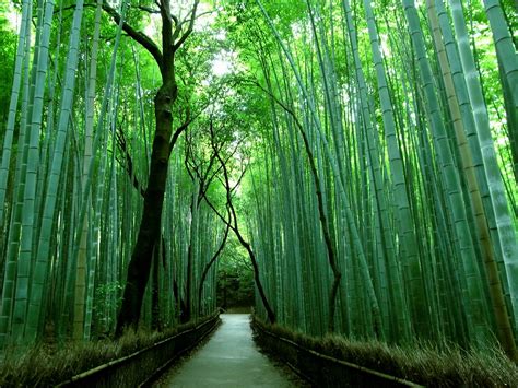 The Famous Bamboo Forest of Sagano » TwistedSifter