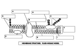 Fluid Mosaic Model Cell Membrane | Teaching Resources