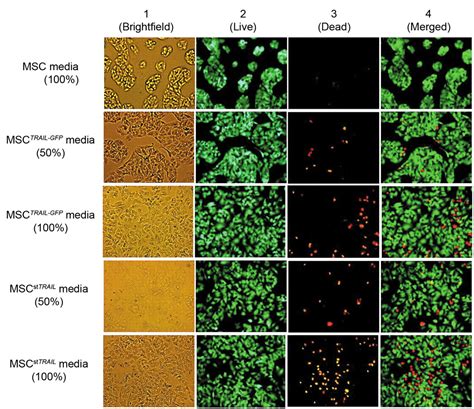 MSCTRAIL-mediated HepG2 Cell Death in Direct and Indirect Co-cultures