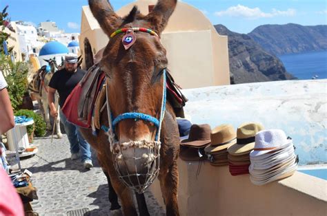 Should you do a Santorini Donkey Ride? | Greece Travel Secrets