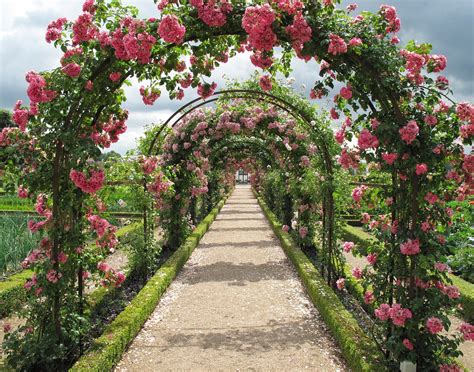 História das Rosas - A Rainha Das Flores - Taquari Flores - Conheça