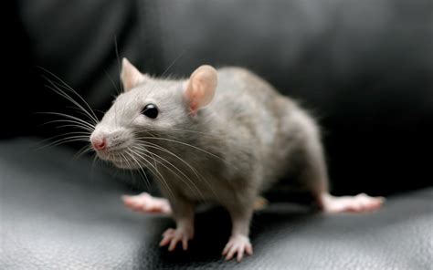 Mammals Rodents - Pets Lovers