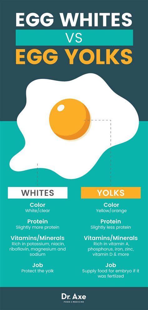 Egg White Nutrition, Benefits, Recipes, Use and Side Effects - Dr. Axe ...