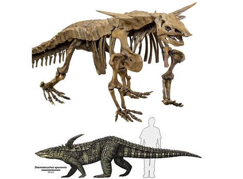 Desmatosuchus Skeleton