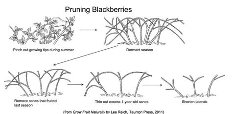 Growing Blackberries [From Planting to Pruning] | Family Food Garden